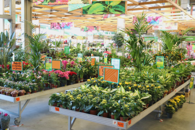 Plante_Hornbach