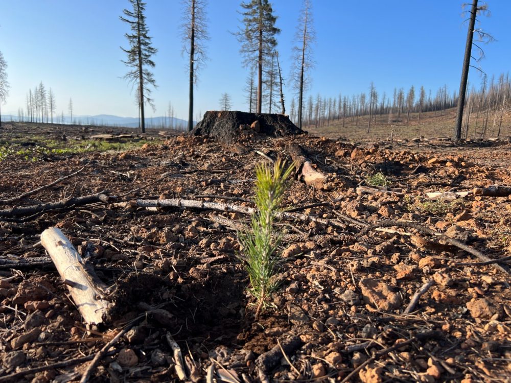 CONEXPO-CON/AGG and the Arbor Day Foundation Announce Tree Planting Locations in Honor of Show Attendees