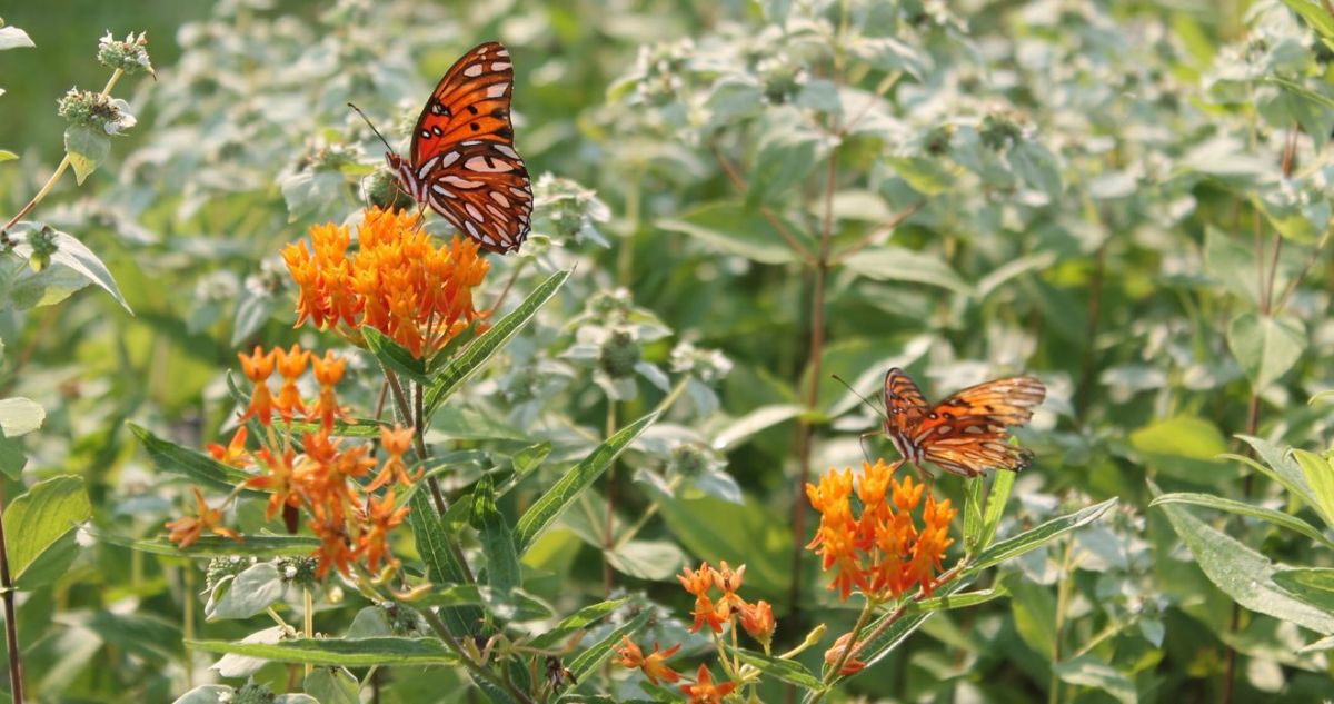 The Ray and GDOT partner to expand monarch butterfly habitats across roadsides in Georgia