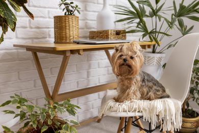 interior-design-with-dog-plants